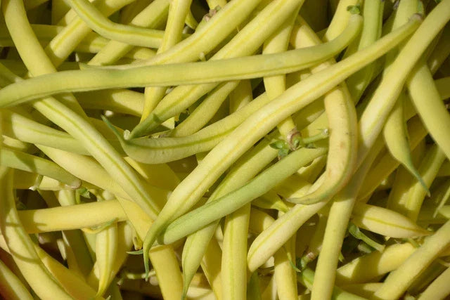 Golden Wax Bean Seeds - Bush Variety 18-24 Inches - Phaseolus vulgaris - Non-GMO, High Germination, Fresh Planting Seeds