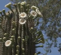 Saguaro Cactus Seeds - 25+ Pack - Carnegiea gigantea - Desert Plant for Garden & Indoor Growth