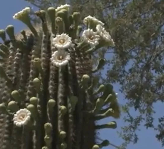 Saguaro Cactus Seeds - 25+ Pack - Carnegiea gigantea - Desert Plant for Garden & Indoor Growth