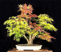 Bonsai Tree Seeds - Trident Maple Acer buergerianum - 20+ Seeds for Indoor Outdoor Cultivation