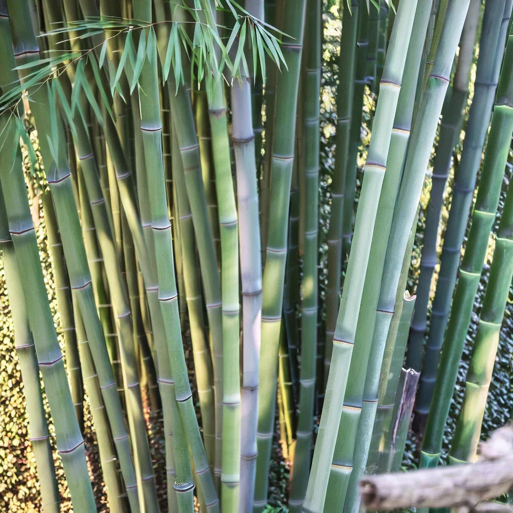 50 Bamboo Seeds for Privacy Screen, Clumping Angel Mist Bambusa multiplex, Garden Shade Plant Seed Pack