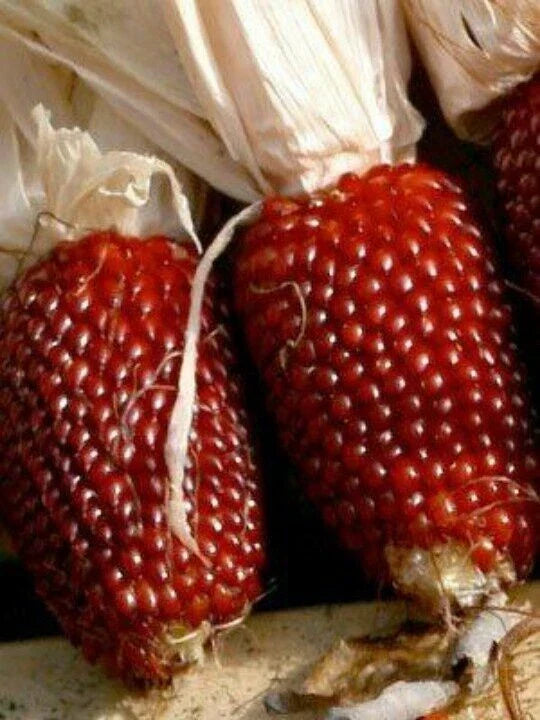 Red Strawberry Popcorn Seeds - Non-GMO Heirloom Zea mays everta for Home Gardening, Popping & Snacking