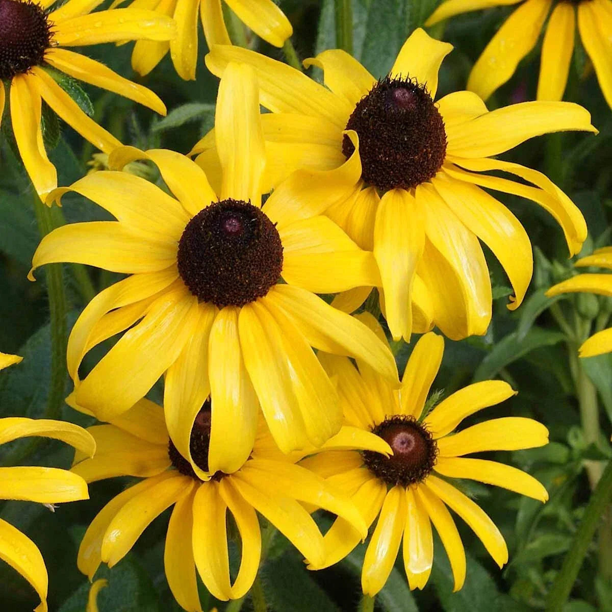 Black Eyed Susan Wildflower Seeds 1 Lb Rudbeckia hirta Perennial Garden Seeds for Pollinators
