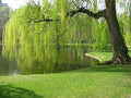 Unrooted Weeping Willow Tree Cuttings - Salix babylonica, Fast-Growing, Moist Soil, Garden Landscaping