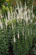 Culver's Root Live Starter Plant - Veronicastrum virginicum Perennial Flower