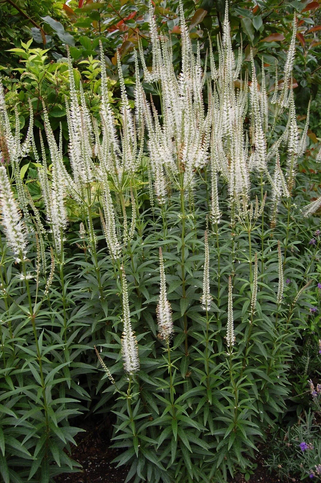 Culver's Root Live Starter Plant - Veronicastrum virginicum Perennial Flower