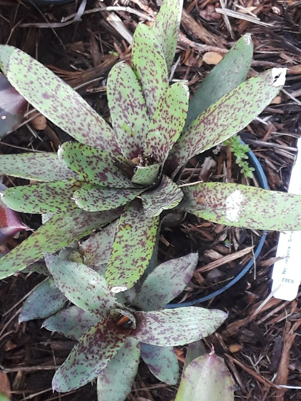 Neoregelia Bromeliad Plant - Mini Small Fry Tropical Indoor Houseplant - Colorful Foliage, Easy Care, Perfect for Small Spaces