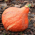 Golden Hubbard Squash Seeds - Heirloom Cucurbita maxima Vegetable Seeds for Garden, 20+ Pack