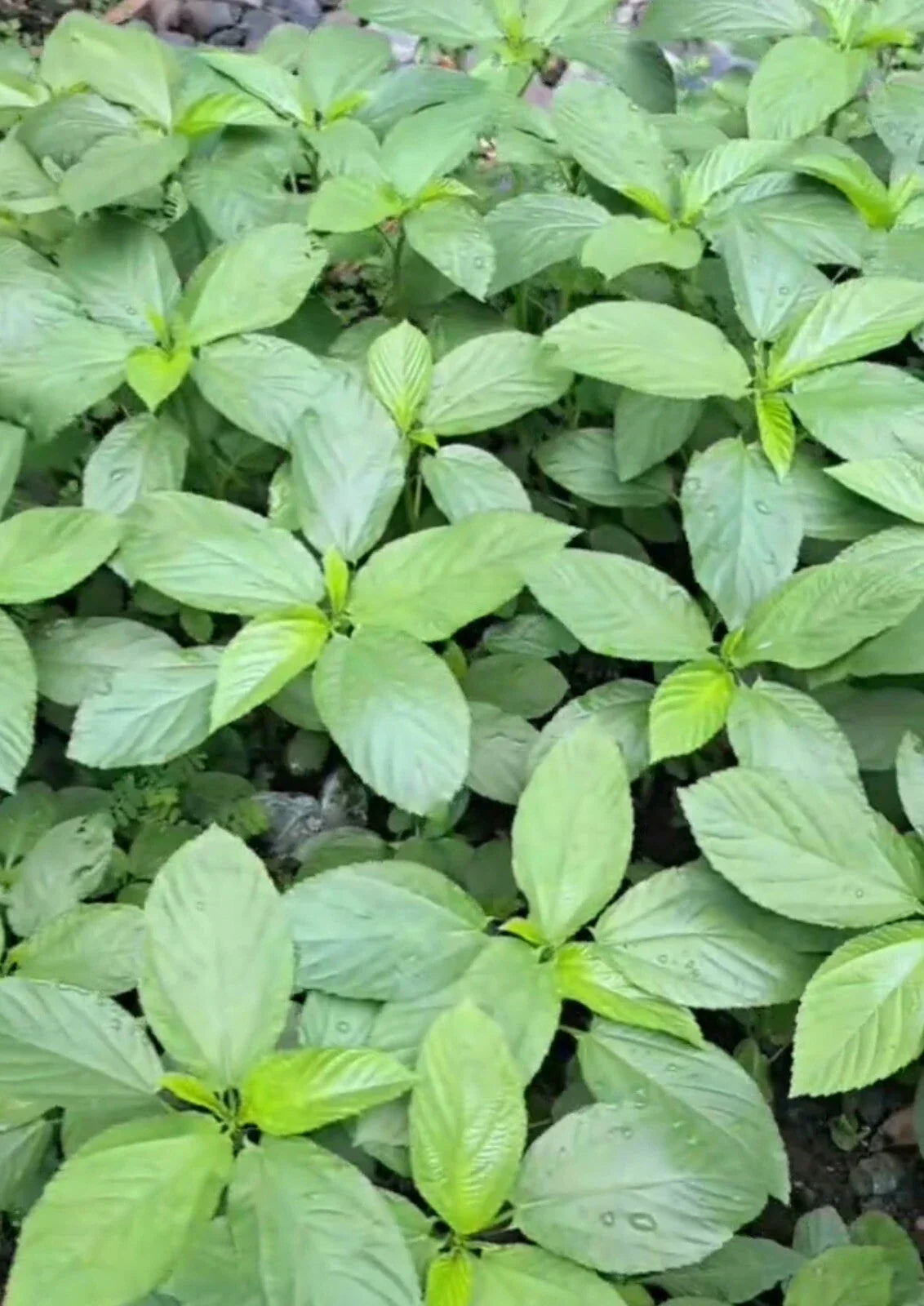 Egyptian Spinach Seeds - Corchorus olitorius - 200+ Seeds for Saluyot, Jute Molokhia, Nutritious Leafy Green, Free Green Eggplant Seeds