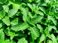 Organic Spearmint Plants - 5 Live Mentha spicata Aromatic Herb Plants for Culinary & Garden Use