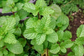 Upright Peppermint Plant - Organic Mentha × piperita Herb for Culinary & Medicinal Use, Established, Bushy, Fresh Green Leaves