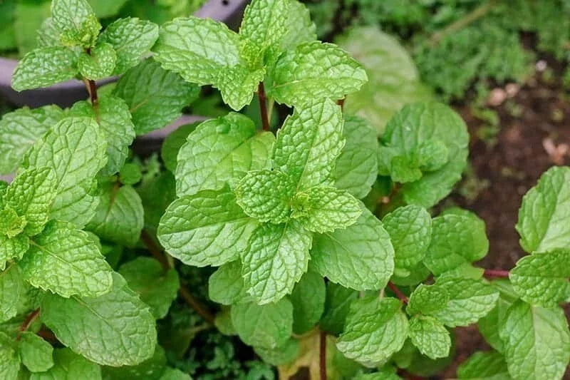 Upright Peppermint Plant - Organic Mentha × piperita Herb for Culinary & Medicinal Use, Established, Bushy, Fresh Green Leaves