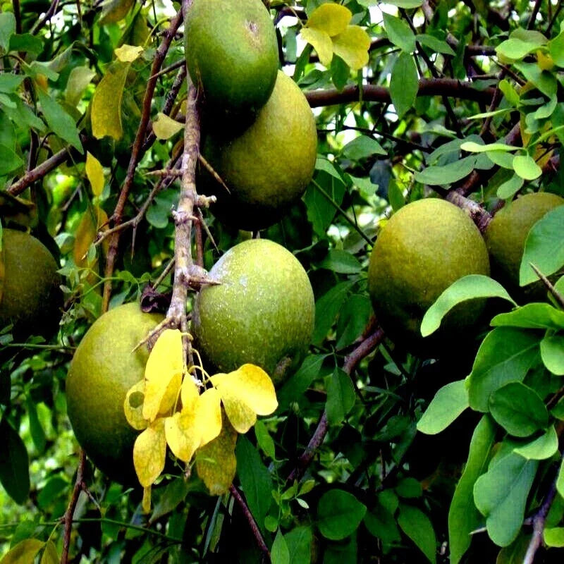 Bael Fruit Tree Seeds - Aegle marmelos Bengal Quince Rare Seeds for Home Gardening and Orchards