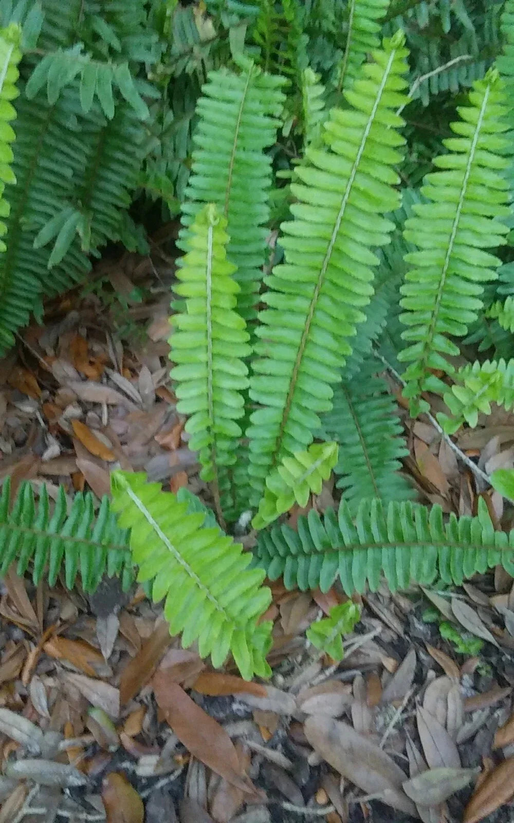 Rooted Live Boston Fern Plants - Tropical Greenery for Indoor & Outdoor Shade Gardens - Nephrolepis exaltata