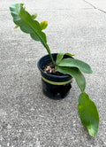 Fragrant Epiphyllum oxypetalum 'Queen of the Night' Rooted Succulent Plant - Night-Blooming Flowering Cactus for Indoor & Outdoor