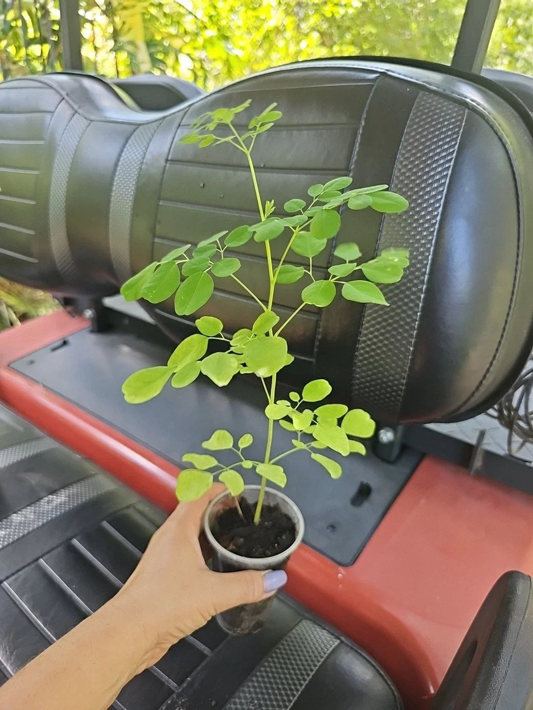 Moringa oleifera Live Plant 15" Tree of Life Food Forest Rooted Tree for Garden or Container