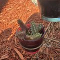 Life Saver Cactus Cuttings - Huernia Zebrina, Friendship Plant, Succulent Cuttings for Potting, Easy to Grow Indoor or Outdoor
