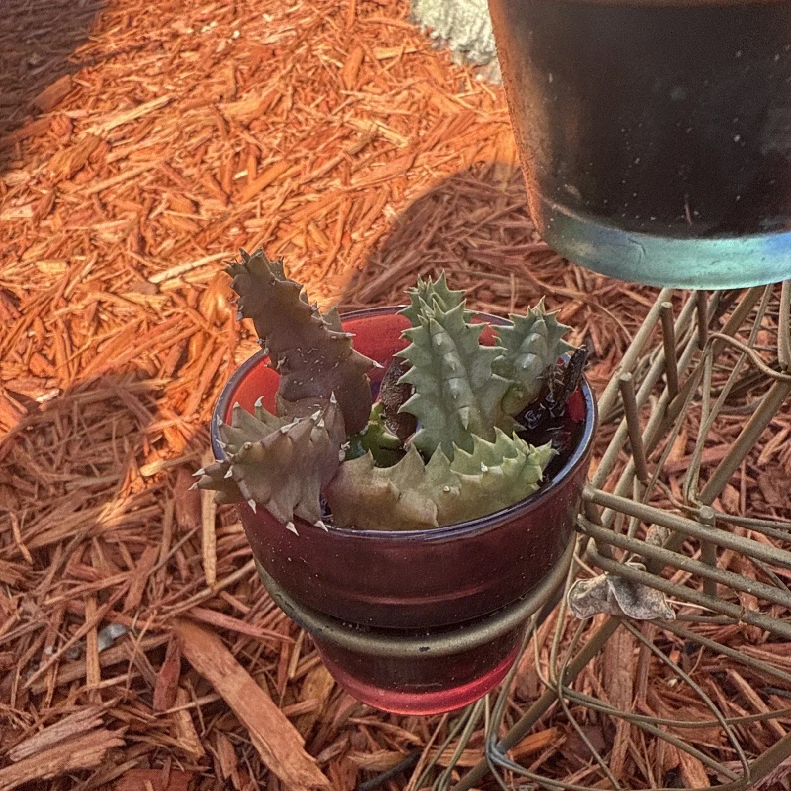 Life Saver Cactus Cuttings - Huernia Zebrina, Friendship Plant, Succulent Cuttings for Potting, Easy to Grow Indoor or Outdoor