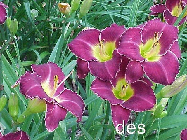 Daylily Plants 2 Pack - Thunder and Lightning Purple with White Edge - Hemerocallis, Perennial, Flowering Garden Plants