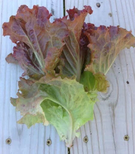 Ruby Red Loose Leaf Lettuce Seeds – Heirloom Lactuca sativa, Crispy, Vibrant Red, Pack of 500-5,000 Seeds