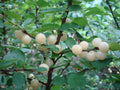 Nanking White Sweet Bush Cherry Plant - Dormant Rooted, Zones 2-7, Non-Self-Pollinating