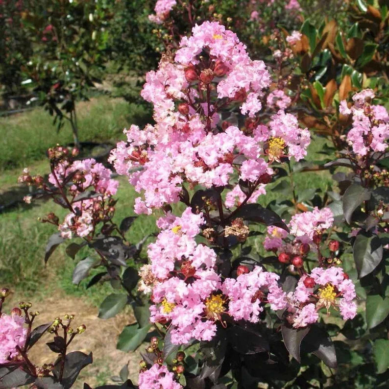 Rhapsody Cape Myrtle Seeds - Perennial Flower Seeds Lagerstroemia indica for Garden, Landscaping, Pollinators, 20 Pack
