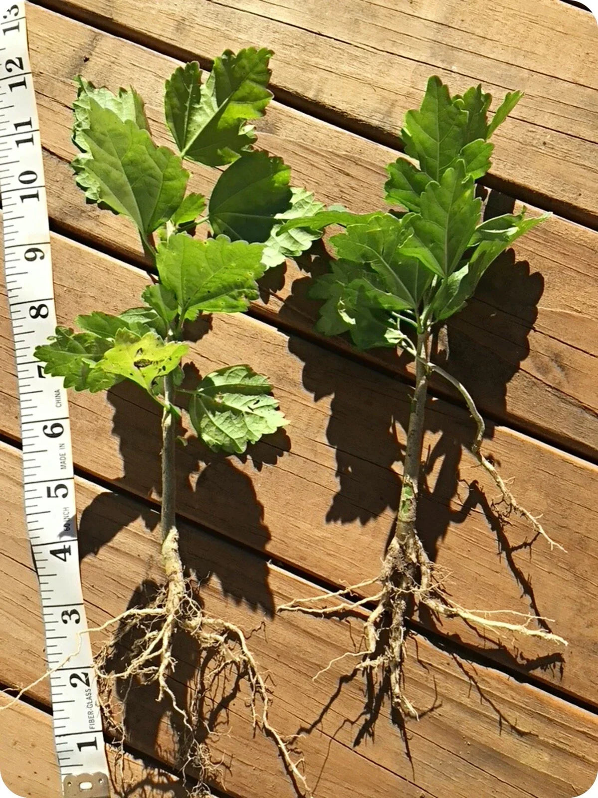Organic Live Rose of Sharon Hibiscus Plants – 2 Starter Bushes with Roots – Hibiscus syriacus Deciduous Shrubs for Garden & Hedges