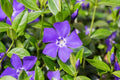 Periwinkle Plants Ground Cover Vinca Minor Live Plants in Containers - 20+ Varieties