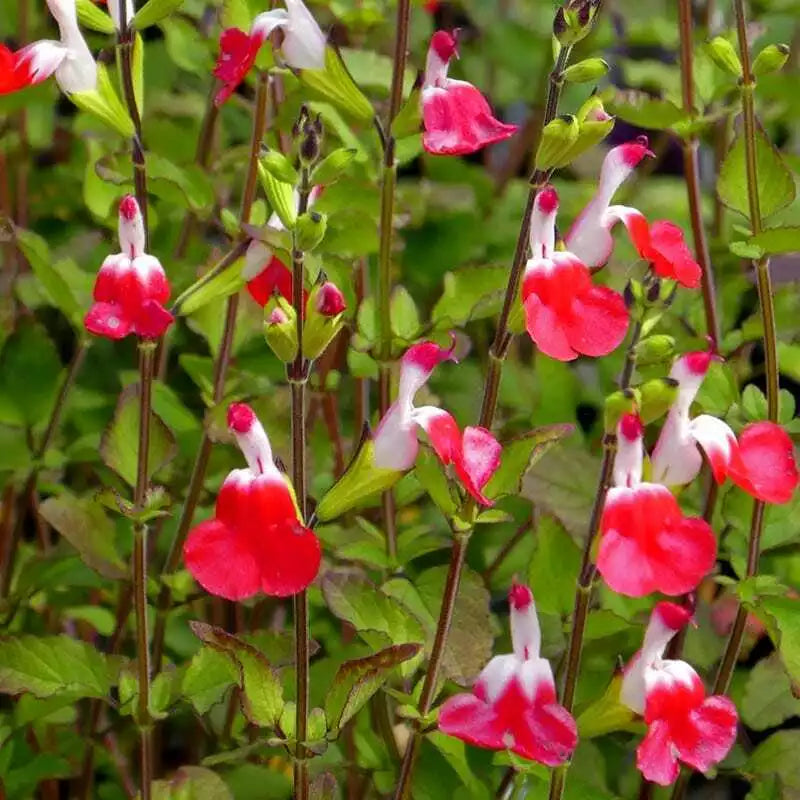 Hot Lips Salvia Seeds - Perennial Flower Seeds for Hummingbirds, Salvia microphylla, Red and White, 50 Pack