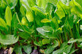 Large Leaf Sorrel Seeds - NON-GMO Heirloom Rumex acetosa, Vegetable Seeds, Full Sun, Various Sizes