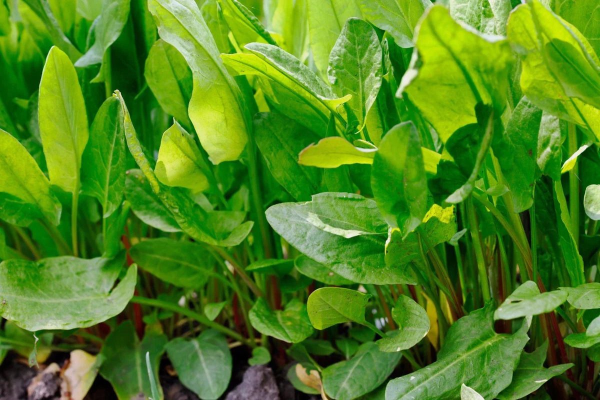 Large Leaf Sorrel Seeds - NON-GMO Heirloom Rumex acetosa, Vegetable Seeds, Full Sun, Various Sizes