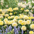 African Marigold Seeds - MOONLIGHT Double Blooms for Bees - Tagetes erecta - 50 Non-GMO Seeds for Garden, Borders & Containers