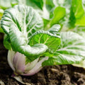 Baby White Stem Bok Choy Seeds - Extra Dwarf Pak Choi Brassica rapa for Container & Small Garden Planting