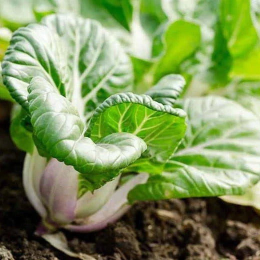 Baby White Stem Bok Choy Seeds - Extra Dwarf Pak Choi Brassica rapa for Container & Small Garden Planting