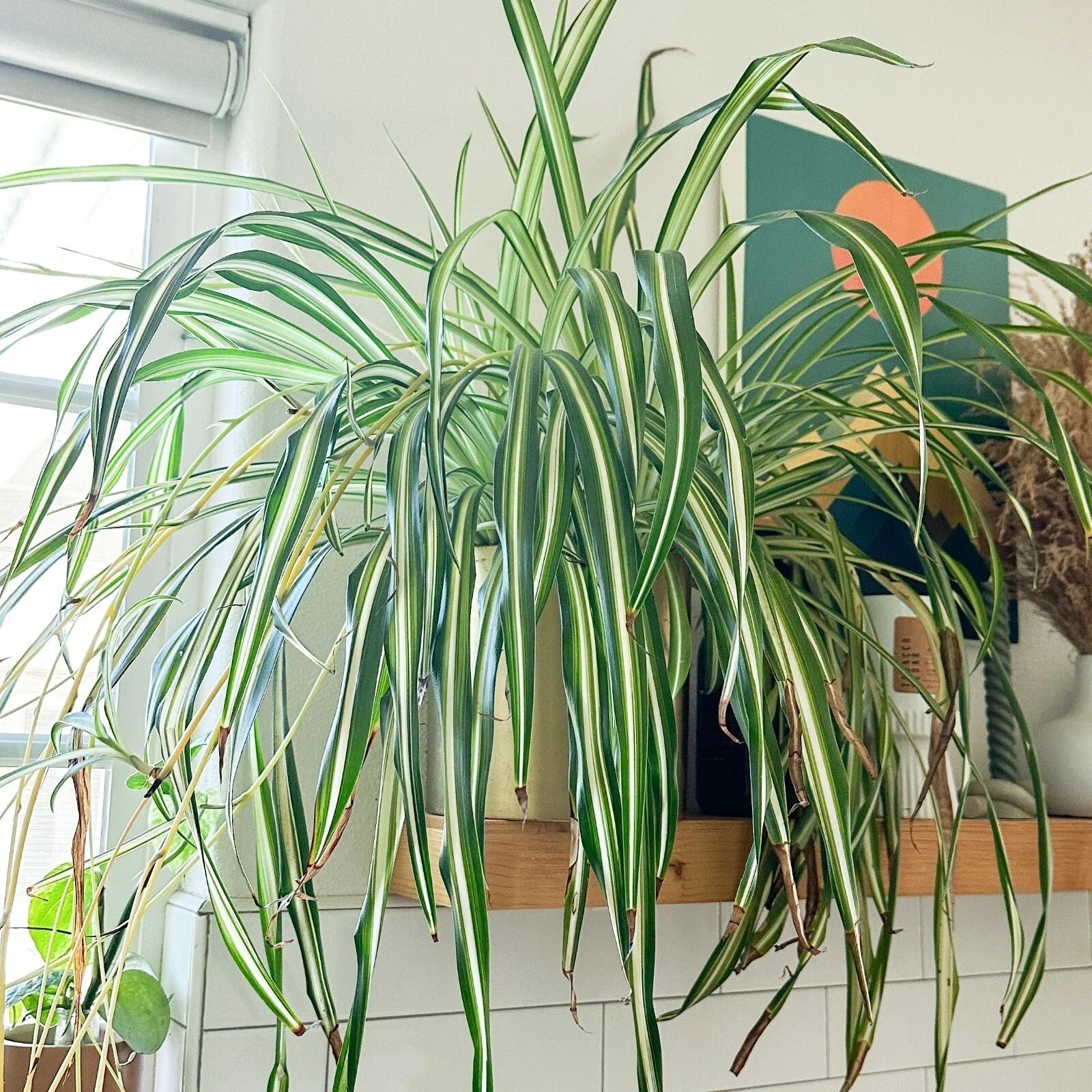 Rooted Spider Plant Cuttings - Chlorophytum comosum - Air-Purifying Indoor Houseplant - Easy Care, Pet Friendly