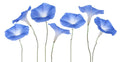 Exotic Morning Glory Flowering Vine Seeds - 50 Ipomoea spp. Climbing Plant for Gardens, Bright Colorful Blooms