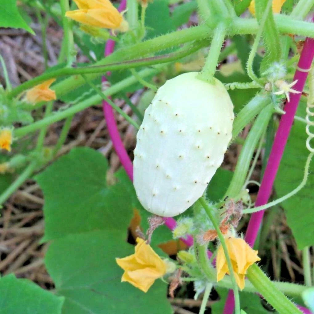 Organic Miniature Sweet White Bush Cucumber Seeds - Pack of 30+ Cucumis sativus for Container Gardening