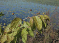 Buttonbush Seeds - 200+ Non-GMO Cephalanthus occidentalis for Wetland Gardens & Wildlife Attraction