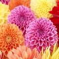 Spring Mix Dahlia Seeds - Perennial Flower Seeds for Borders & Cut Flowers - Dahlia pinnata