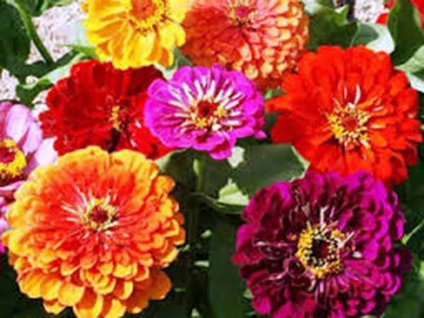 California Giant Zinnia Seeds - 100 Pack, Bright Colors, Zinnia elegans, Garden Flowers for Borders & Cut Flowers
