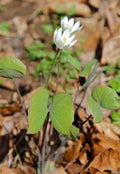 Twinleaf Bare Roots - Jeffersonia diphylla Native Perennial for Shade Gardens, Woodland, White Flowers