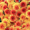 Honeyed Blaze Mum Seeds – Chrysanthemum morifolium, Annual Flower Seeds for Gardens & Landscapes, Bright Orange & Yellow Blooms
