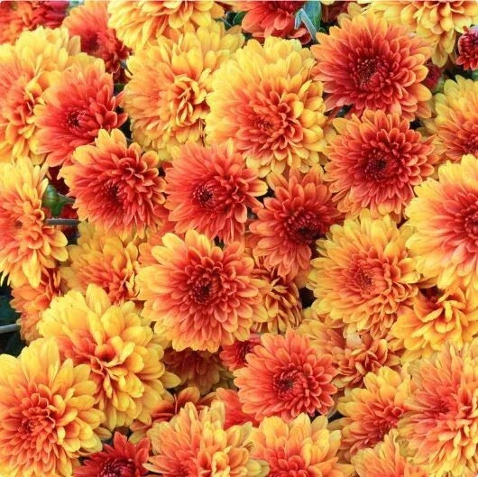Honeyed Blaze Mum Seeds – Chrysanthemum morifolium, Annual Flower Seeds for Gardens & Landscapes, Bright Orange & Yellow Blooms