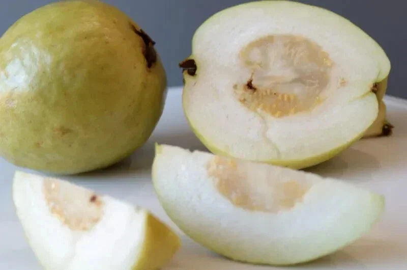 Sweet White Indonesia Guava Seeds – Fruit-Bearing Psidium guajava for Garden Planting, USDA Zones 9-11
