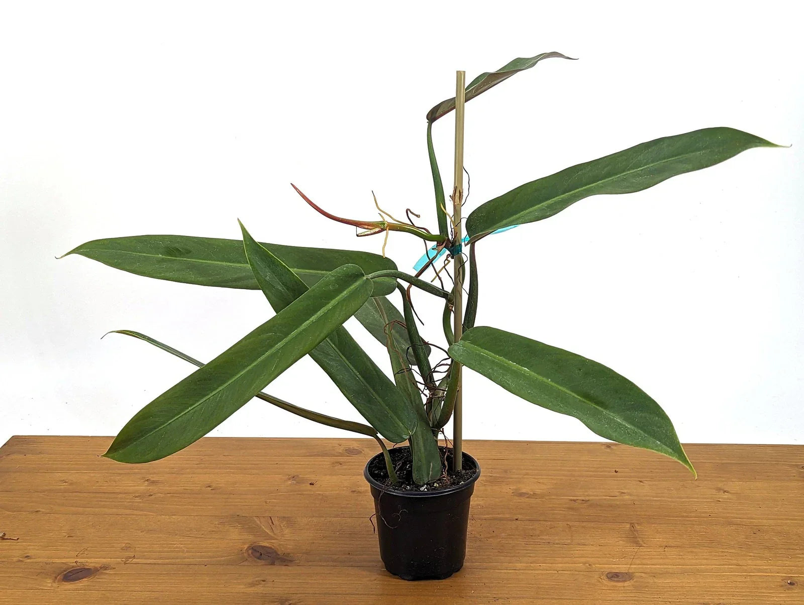 Philodendron Bicolor Plant in 4 Inch Pot | Rare Aroid Indoor Plant
