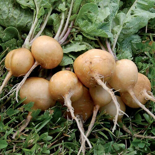 Golden Helios Radish Seeds - Non-GMO Rare Heirloom Variety, Raphanus sativus, Full Sun, Fast Growing, Multiple Sizes