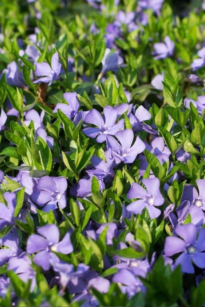 Vinca Minor Ground Cover in 3.5-Inch Pot, Drought Tolerant, Shade-Loving, Erosion Control Plant