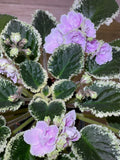 African Violet Leaves 2 Pack Hunter's Slippery When Wet Saintpaulia ionantha indoor propagation