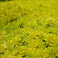 Sedum Acre 'Gold Moss' Creeping Ground Cover Plant | Drought-Tolerant Stone Crop | Full Sun to Partial Shade