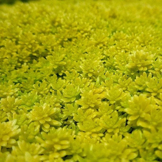 Sedum Acre 'Gold Moss' Creeping Ground Cover Plant | Drought-Tolerant Stone Crop | Full Sun to Partial Shade